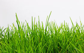 Isolated green grass on white background - зеленая трава на белом фоне