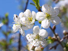 Cherry blossoms