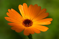 orange flower