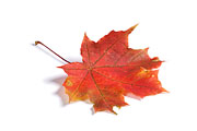 1885915 - Closeup of maple autumn leaf on white background with light shadow